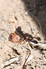 Tetramorium sericeiventre