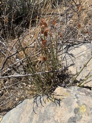 Ephedra chilensis