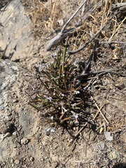 Ephedra chilensis