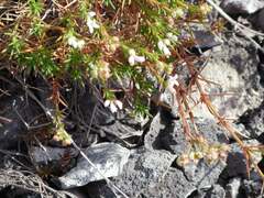 Asperula tephrocarpa