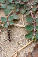 Tetramorium sericeiventre