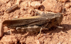 Arphia conspersa