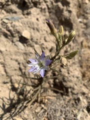 Malesherbia linearifolia