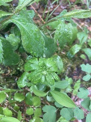 Ranunculus recurvatus
