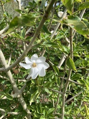 Gardenia