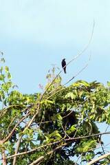 Icterus cayanensis chrysocephalus