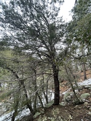 Juniperus deppeana