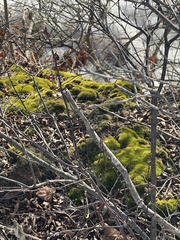 Dicranum flagellare
