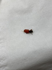 Zenodosus sanguineus