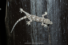 Hemidactylus platycephalus