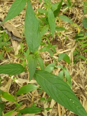 Ruellieae