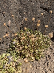 Haplopappus macrocephalus