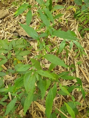 Ruellieae