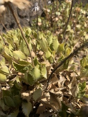 Haplopappus macrocephalus