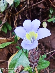 Barleria courtallica
