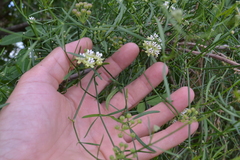 Funastrum gracile