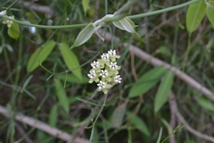 Funastrum gracile