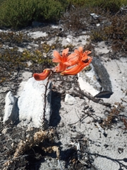 Tylecodon grandiflorus