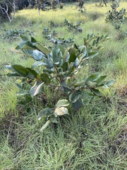 Annona senegalensis senegalensis