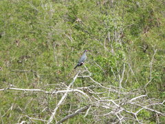 Patagioenas squamosa