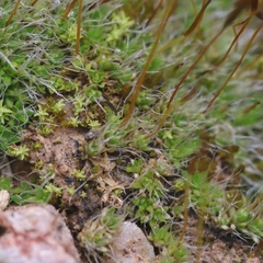 Crossidium squamiferum