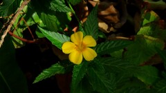 Turnera ulmifolia