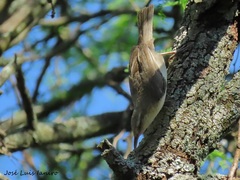 Campylorhynchus turdinus