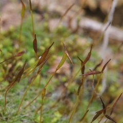 Crossidium squamiferum