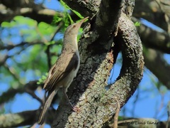 Campylorhynchus turdinus