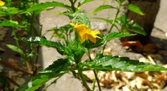 Turnera ulmifolia