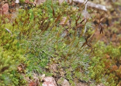 Crossidium squamiferum