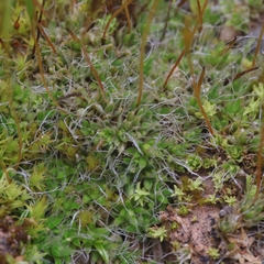 Crossidium squamiferum