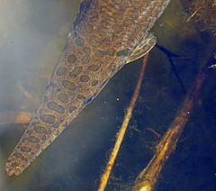 Lepisosteus oculatus