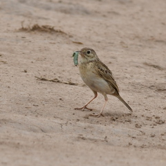 Anthus furcatus