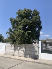 Cryptocarya alba