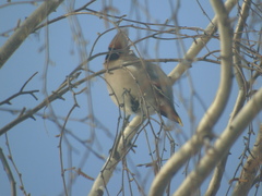 Bombycilla garrulus