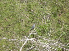 Patagioenas squamosa