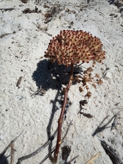 Annesorhiza macrocarpa