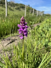 Dactylorhiza