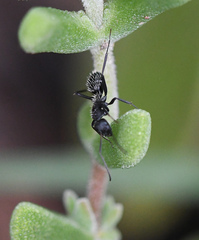 Camponotus niveosetosus