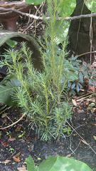 Podocarpus macrophyllus