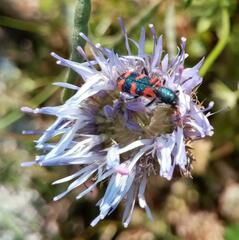 Jasione