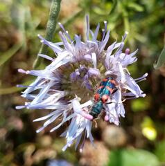 Jasione