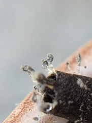 Polycephalomyces tomentosus