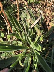 Plantago lagopus