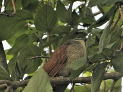 Centropus superciliosus