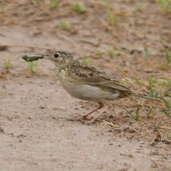 Anthus furcatus