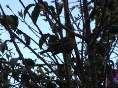 Turdus rufitorques