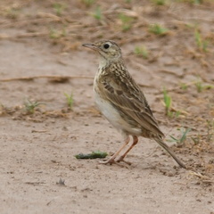 Anthus furcatus