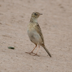 Anthus furcatus
